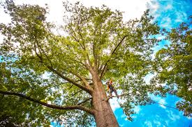 Reliable Shell Point, SC Tree Services Solutions
