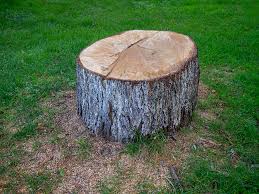 Best Tree Maintenance Programs  in Shell Point, SC